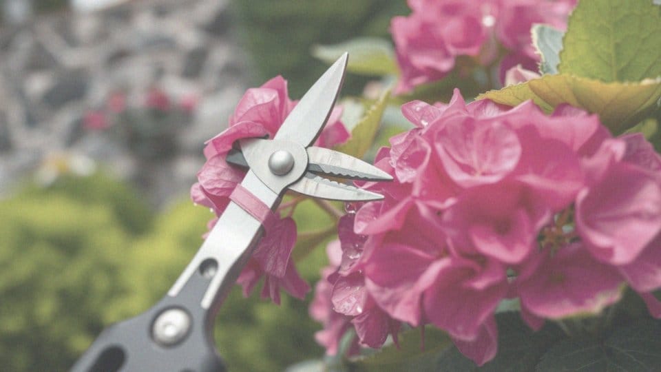 Dlaczego przycinanie hortensji jest ważne dla obfitego kwitnienia?