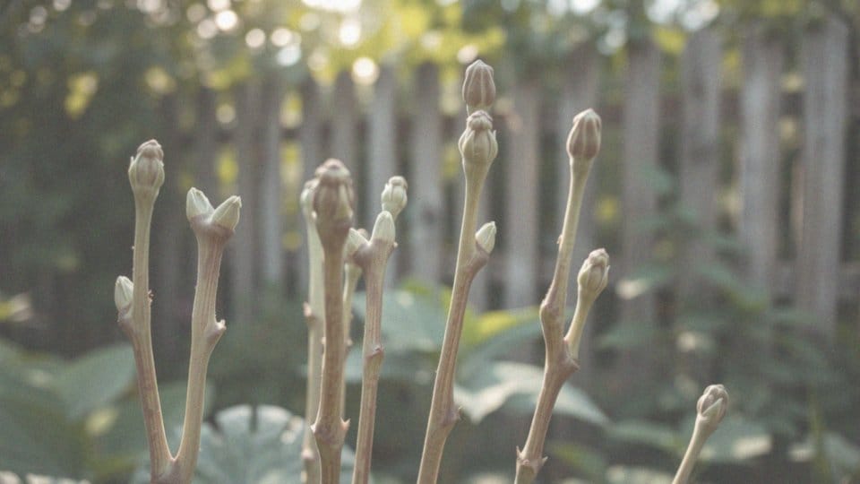 Jakiego cięcia potrzebują młode hortensje bukietowe?