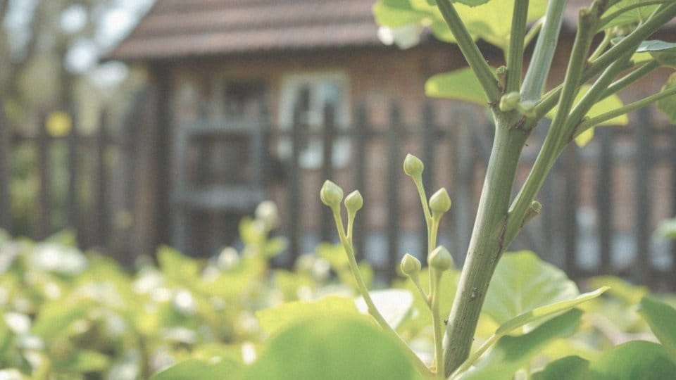 Kiedy przycinać hortensje Annabelle? Przewodnik po terminach i technikach